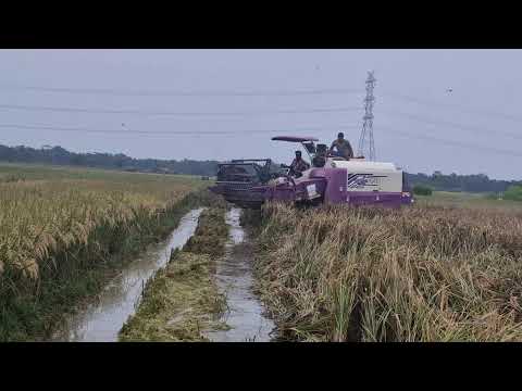 YOU WON'T BELIEVE THIS HARVEST! MODERN MACHINES HARVEST TONS OF RICE IN A SHORT TIME! - Agriculture