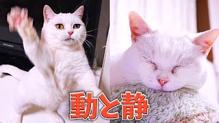 白猫ラムの【動と静】 その落差に言葉を失う！ by 短足だっていいじゃん 134 views 3 weeks ago 9 minutes, 6 seconds