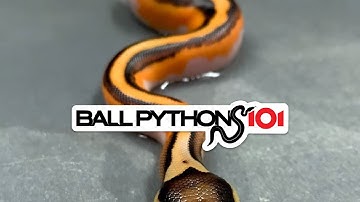 ORANGE DREAM YB PIED CLUTCH