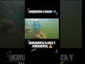 aprendiendo a andar 🤿 #fishingvideo #shortvideo #viral
