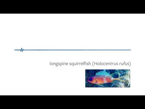 Talking fish: the longspine squirrel fish