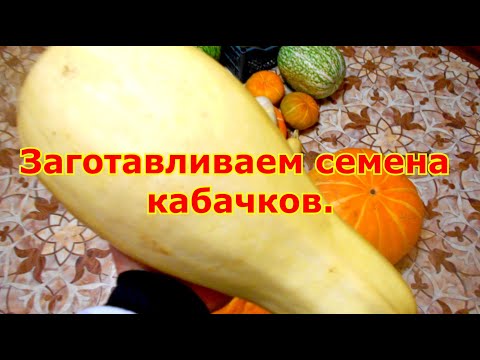 Заготавливаем семена кабачков. Очень просто!