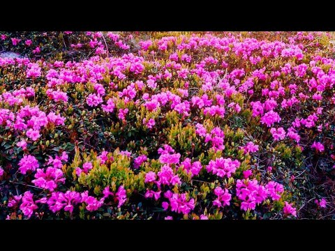 يا صباح الورد والياسمين