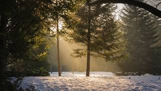 Sunlight Through Tall Trees