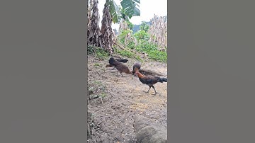 gà rừng mái siêu đẹp.poj zoo qus zoo nkauj tiag tiag