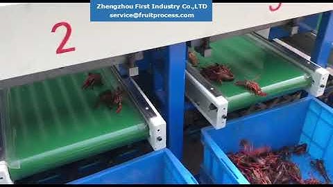 lobster grading machine