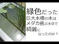 緑色だった巨大水槽の水はメダカ喜ぶ水草で綺麗になったのか？