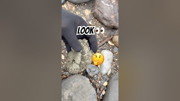 “Golden”Fossil Ammonite Surprise‼️😮#fossil#golden#fossilhunting