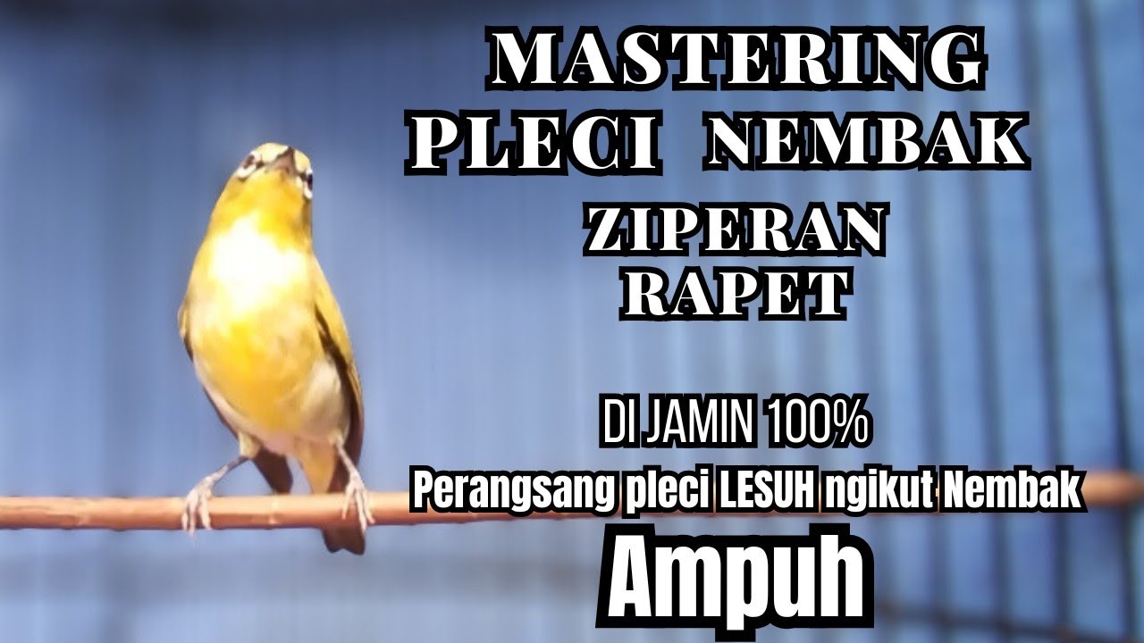 PLECI GACOR  Nembak Panjang cocok buat MERANGSANG pleci Lesu jadi ikut BONGKAR !! Auto BUKPAR.