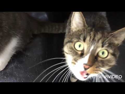 Video: Kuinka Kissat Puhuvat Ihmisille - Vaihtoehtoinen Näkymä