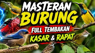 Masteran Burung Full Tembakan Kasar & Rapat   Suara Air Jernih | Bikin Cepat Gacor 2026