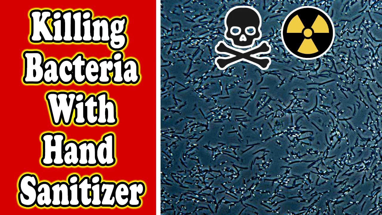Killing Bacteria With Hand Sanitizer - Under The Microscope - YouTube