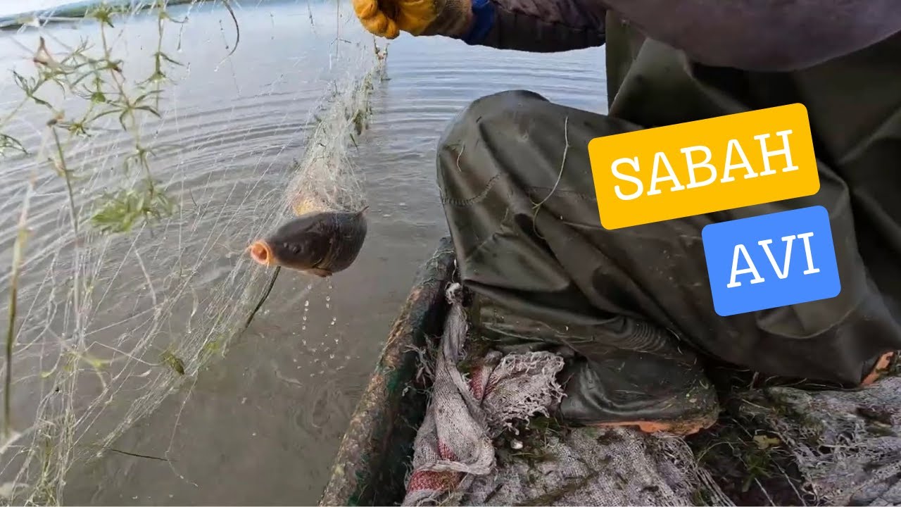 Ağ serdik sabah topladık | Sazan avı | Balık avları #camping #fish #fishing #balık #kamp #balıkavı