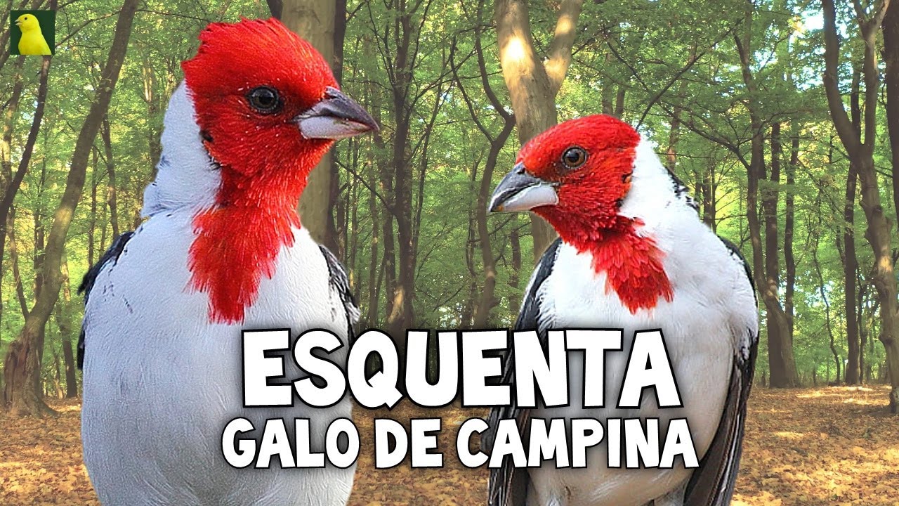 Fêmea de GALO DE CAMPINA QUENTE para ESQUENTAR !!!