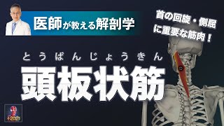 頭板状筋とは？【医師による解剖学解説】