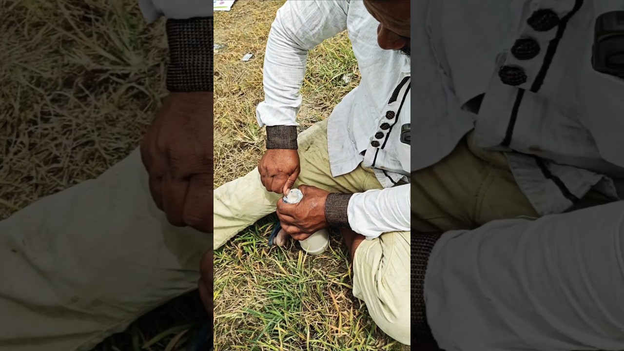 "Saving Our Tea Garden: Insect Spray Round 2! 🌿🛡️" 