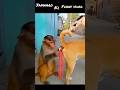 जानवरों के मजेदार कारनामें देख हंसी नहीं रोक पाओगे 😅 #shorts​ #funny​  #funnyanimals