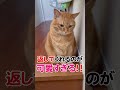 こういう朝が好き  #猫 #すずつむふう #茶トラ