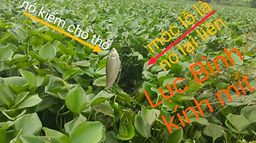 câu rô đồng.thác lác.cứ tìm những điểm những điểm như thế này là bao phê@tranchungcuchi