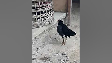 Zoo Poj qaib phaj mab  ເບີແຄງ 200 ໂຫດ 2018.