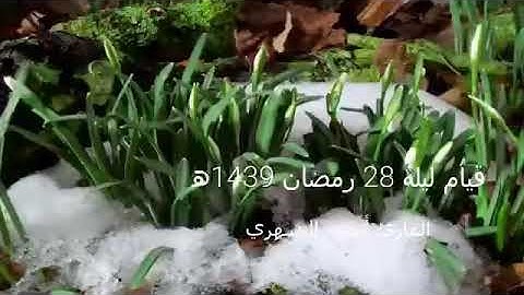 أحمد الشهري - سورة الواقعة بجمال لا يوصف وخشوع