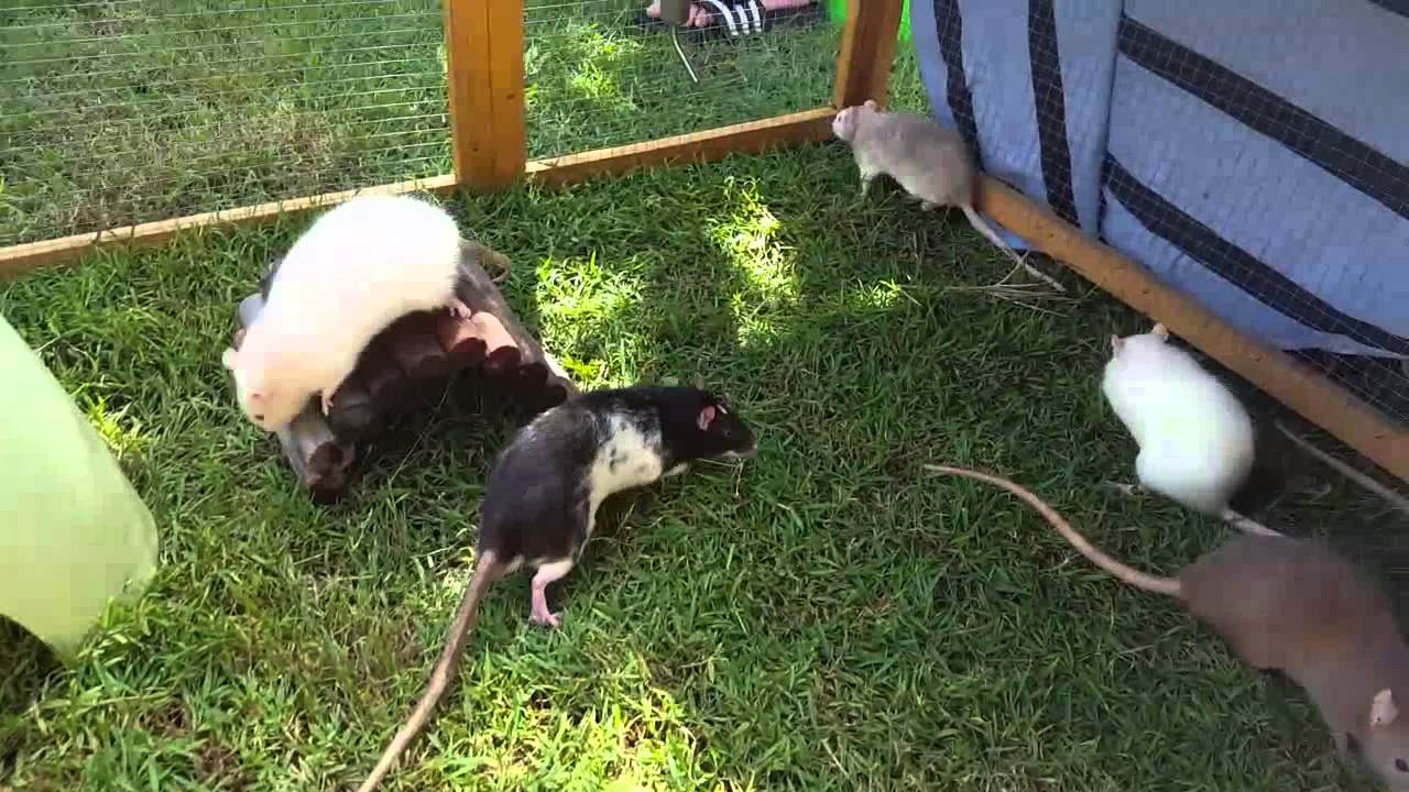 Cute rats have outside play time YouTube