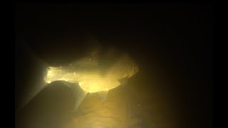 Ночная подводная охота в Десногорске. Смоленская область 23.02.2023.