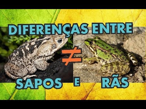 Vídeo: Diferença Entre Sapo E Sapo