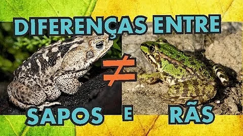 Como diferenciar o sapo de uma rã?