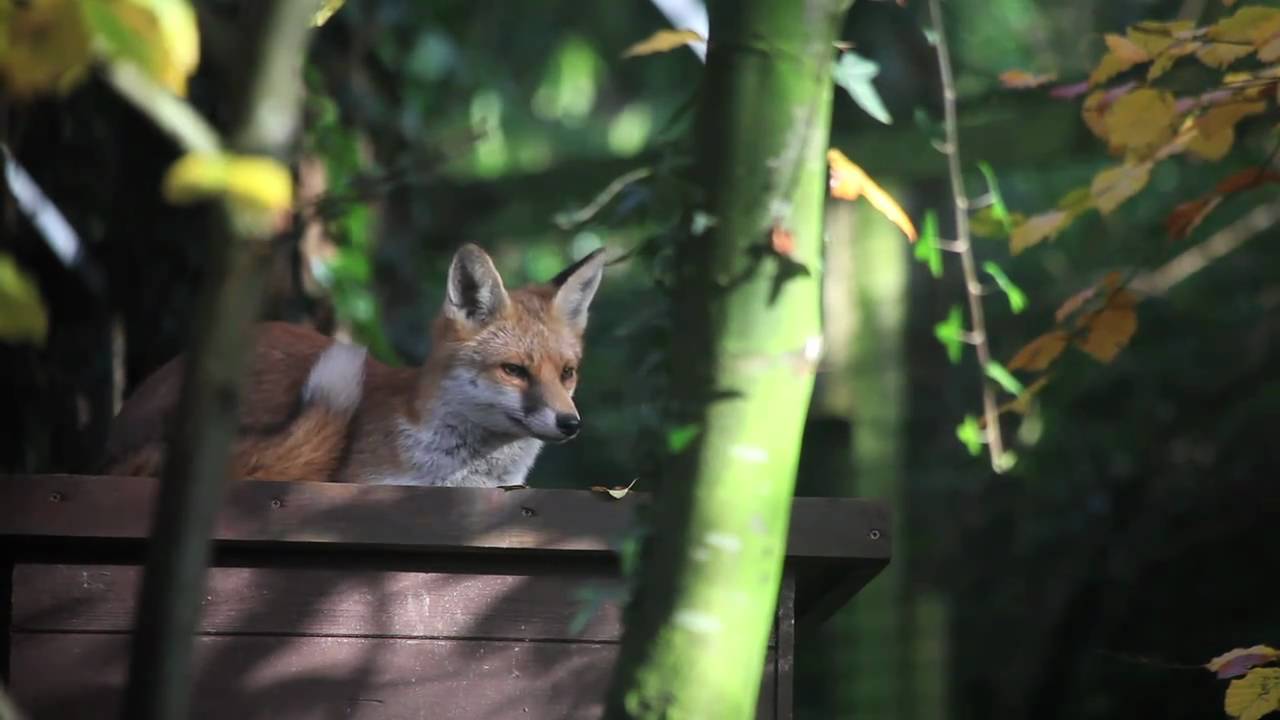 New Forest Wildlife Park [Documentary] - YouTube