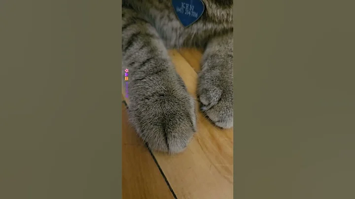 Video 10898691: cute cat happy lovely, cat cute love fun, cute cat funny happy, enjoys cute funny cat