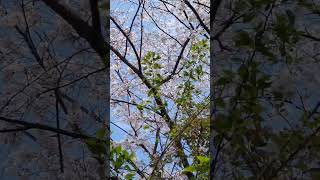 【淡路島】ただただ美しい桜の花とうぐいすの声 桜の花 うぐいす 淡路島 shorts