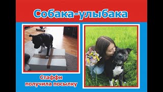 видео: Стаффордширский бультерьер и восьмилетняя хозяйка. Учим команды место, рядом и т.д. Посылка для Леди картинка: Стаффордширский бультерьер и восьмилетняя хозяйка. Учим команды место, рядом и т.д. Посылка для Леди