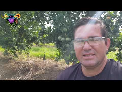 Vídeo: O que é Citrus Exocortis: Como gerenciar a doença do Scalybutt em árvores cítricas