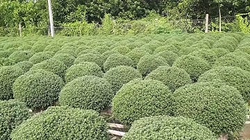 Cùng Anh Nguyễn Hữu Cường Đi Xem Hoa Cúc Mâm Xôi, Cúc Xơ Mít, cúc Tiger tết 2019 #2