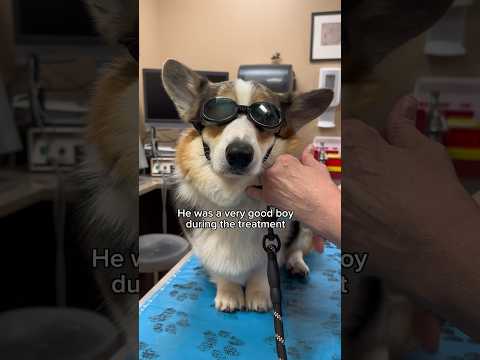 Video: Hvilken type svampe creme kan bruges til at behandle hundgær øreinfektion?