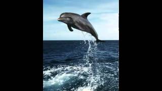 Dolphins HD live wallpapers quick demo screenshot 5