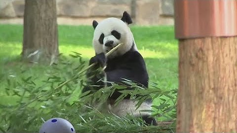 2 new giant pandas coming to Washington