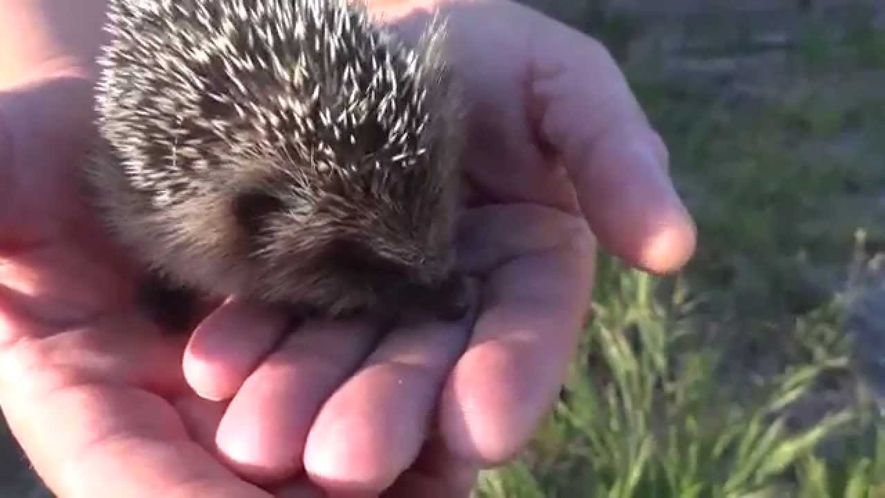 Cute Baby Hedgehog In My Garden - Youtube