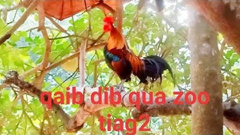 qaib dib qua zoo. cuab tuaj zoo 2021 ( ไก่ต่อสวย เสียงขันม่วนจังเลีย )# 02