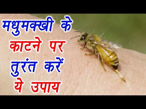 वीडियो: क्या घर की मक्खियां काटेंगी?