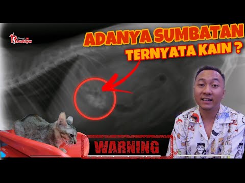 Video: Bedah Memandikan untuk Anjing dan Kucing