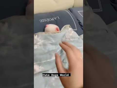cute dog video amazing video #shorts
