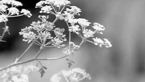 Poison Hemlock | Wild Parsnip | Ohio | Poison Hemlock Ohio | What Does Poison hemlock look like