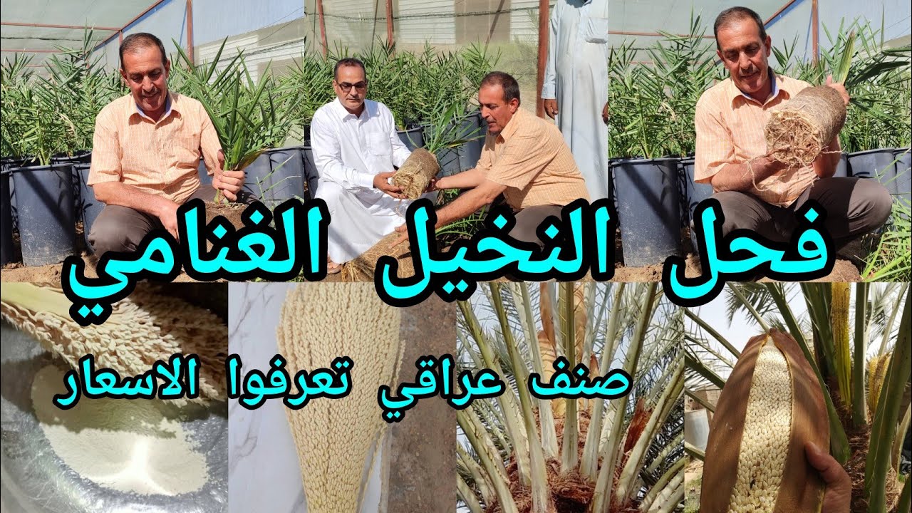 فحل النخيل الغنامي العراقي تعرفوا على المميزات و انواع النخيل النسيجي والاسعار في شركة درة النخيل 