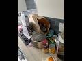 Unpacking shopping with Maine Coon Princess Leia #cat #kitten #wildcats #kitty #mainecoon #kitten