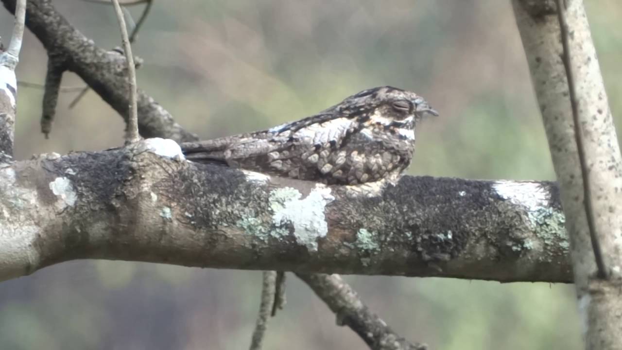 Jungle Nightjar 