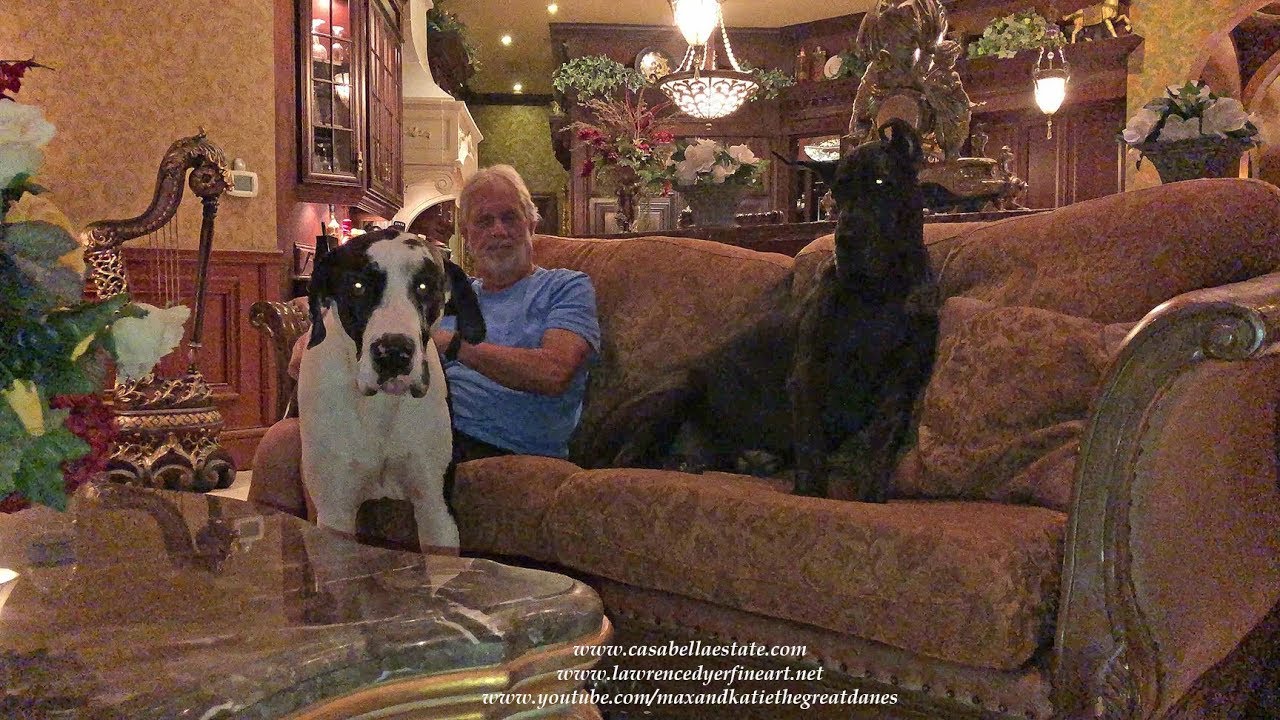 Adorable Great Danes Are Lovable Lap Dogs YouTube