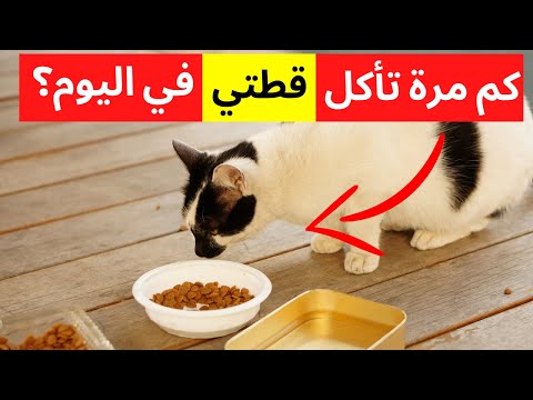 كم مرة يجب أن تأكل قطتي في اليوم؟ 🐱 (حديثي الولادة والقطط والبالغين)