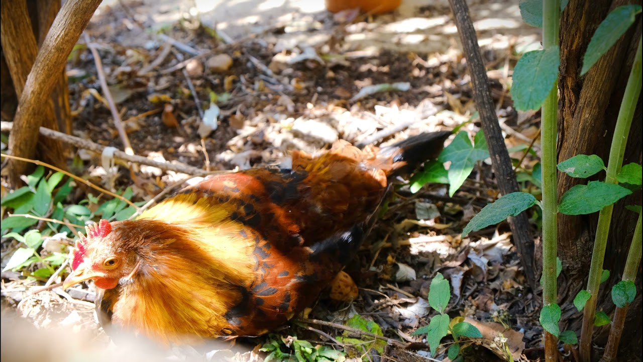 WILD Chicken Lays Eggs in 4K